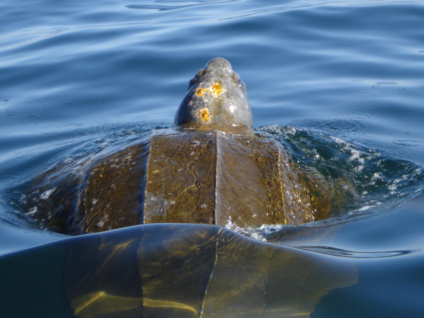 Leatherback Sea Turtle
