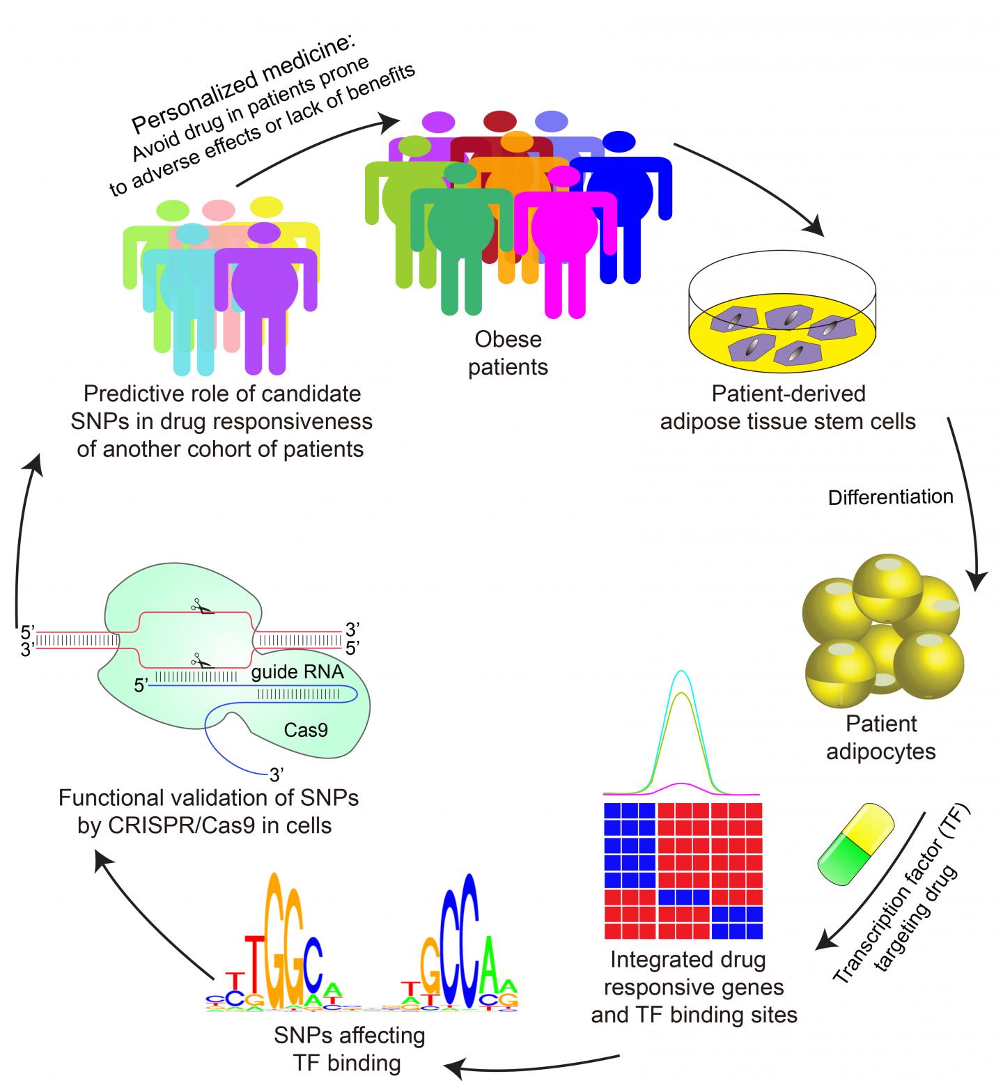 Using Genetics of Human Fat Cells to Predict Response to Anti-Diabetes Drugs