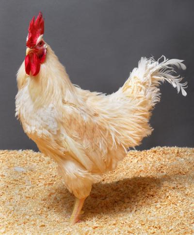 Chickens to Halt the Spread of Bird Flu (5 of 7)
