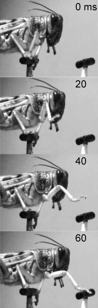 Ladder-Walking Locust (2 of 2)