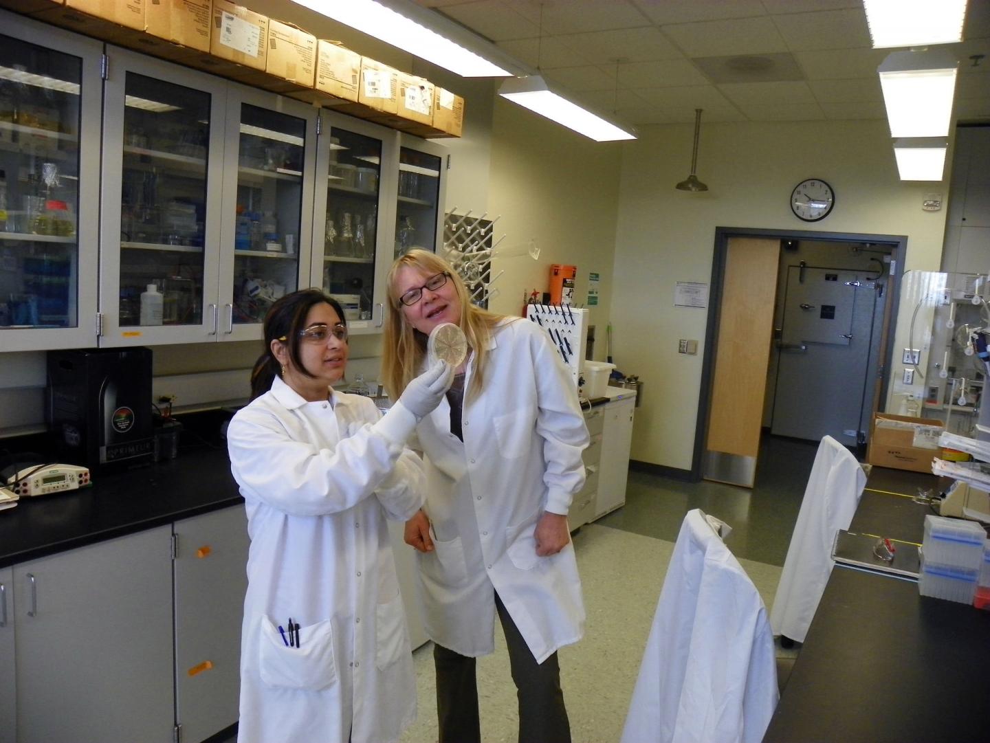 Looking at Energy-Producing Fungus
