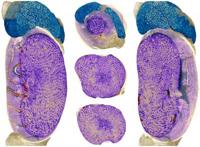 Rat Testicle Images with New Technique