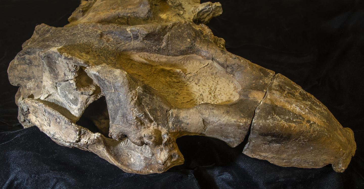 Ancient Sea Cow Is Central America's Oldest Marine Mammal