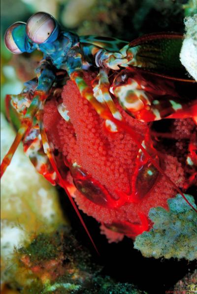 Mantis Shrimp (1 of 2)