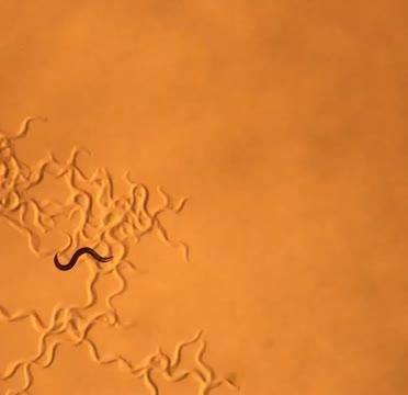 Hungry <i>C. elegans</i>