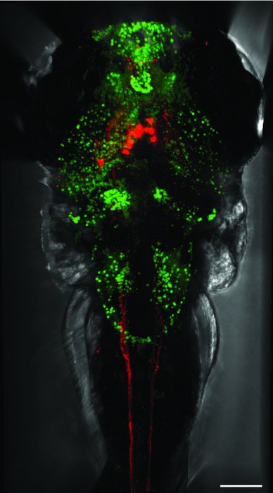 Dorsal view of zebrafish larvae