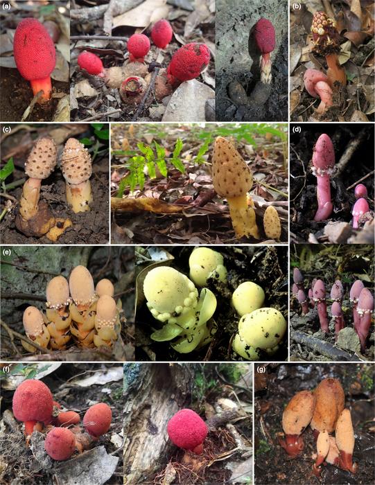 Sampled Balanophora populations from Japan and Taiwan