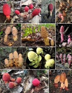 Sampled Balanophora populations from Japan and Taiwan