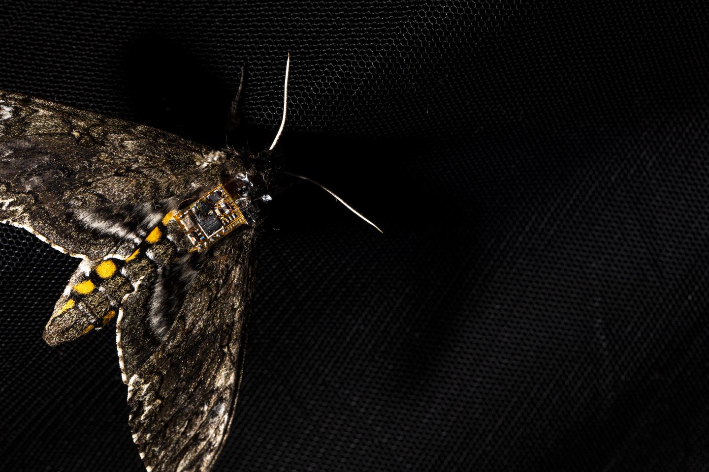 A moth carrying a sensor