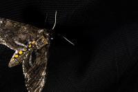 A moth carrying a sensor