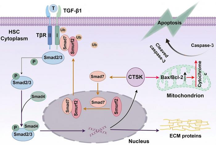 Cathepsin K Alleviates Liver Fibrosis by Inhibiting the TGF-β/Smad Signaling Pathway and Inducing Hepatic Stellate Cell Apoptosis