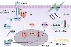 Cathepsin K Alleviates Liver Fibrosis by Inhibiting the TGF-β/Smad Signaling Pathway and Inducing Hepatic Stellate Cell Apoptosis