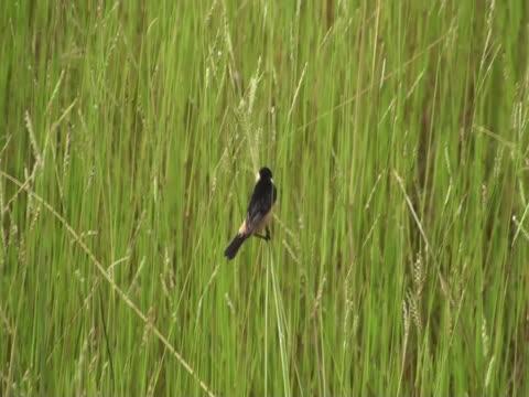 Despite Lack of Genetic Diversity, Why Do Finches Differ in Color? (13 of 18)