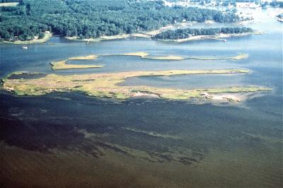 Seagrass Beds