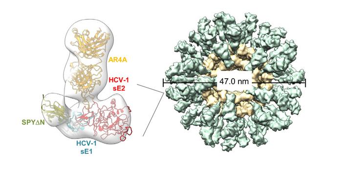 Nanoparticle vaccine approach takes on a new target: Hepatitis C virus