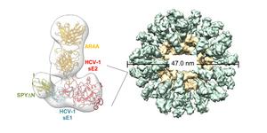 Nanoparticle vaccine approach takes on a new target: Hepatitis C virus