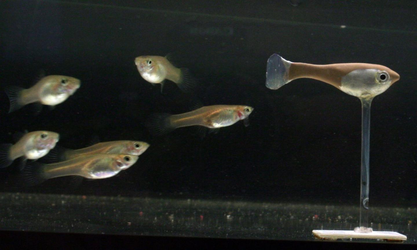 Robofish with Guppys