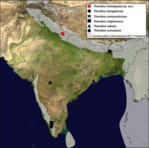 Map showing the Theridion spp. from India