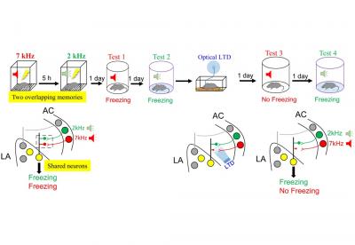 Figure 3: Synaptic Plasticity between Engram Assemblies is Necessary for Fear Memory Storage