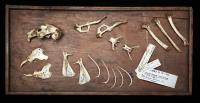 Darwin's Rabbit in the Natural History Museum, London (2 of 2)