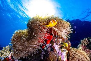 Clownfish before image