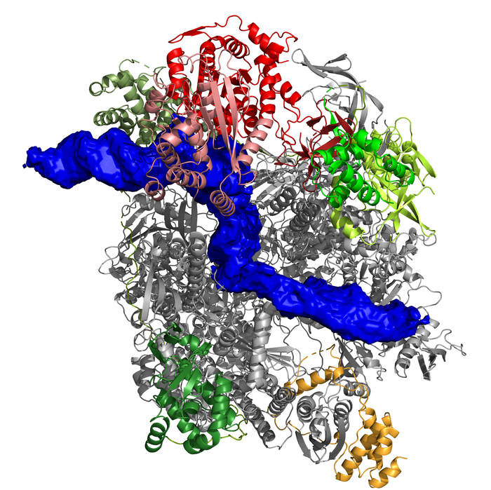 Poxvirus-Polymerase
