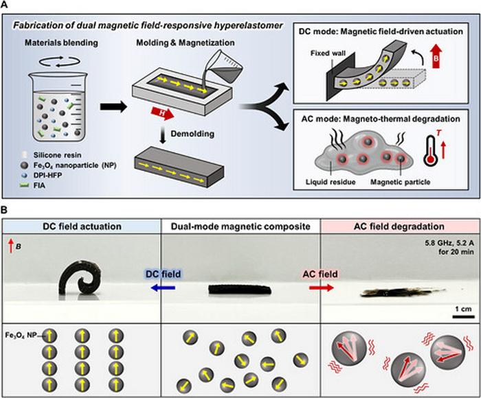 Figure 1. Schematic illustration of a dual magnetic field-responsive elastomer, capable of reversible actuation under a DC magnetic field and triggerable degradation under an AC magnetic field
