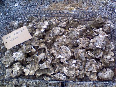 A Successful Restoration of Oysters to the Chesapeake (4 of 12)