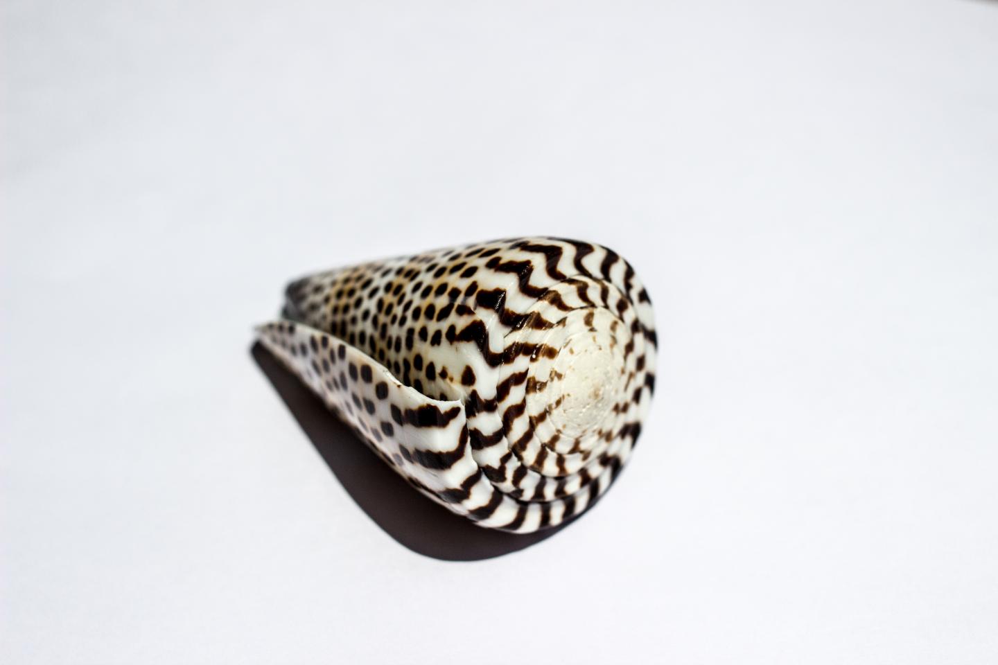 Snail II