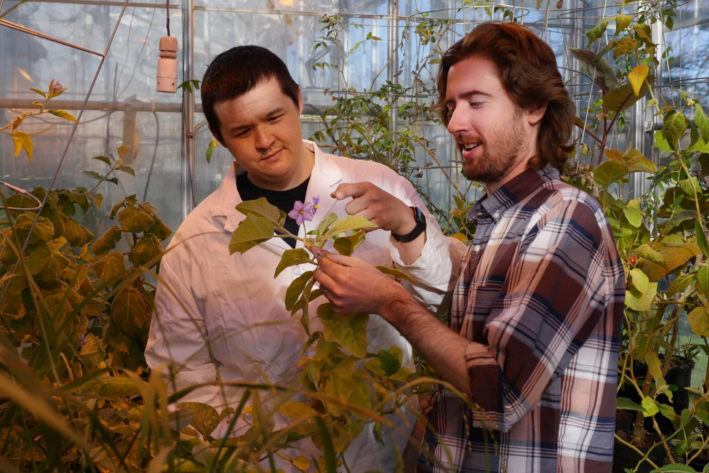 Studying the <em>Solanaceae</em> Plant