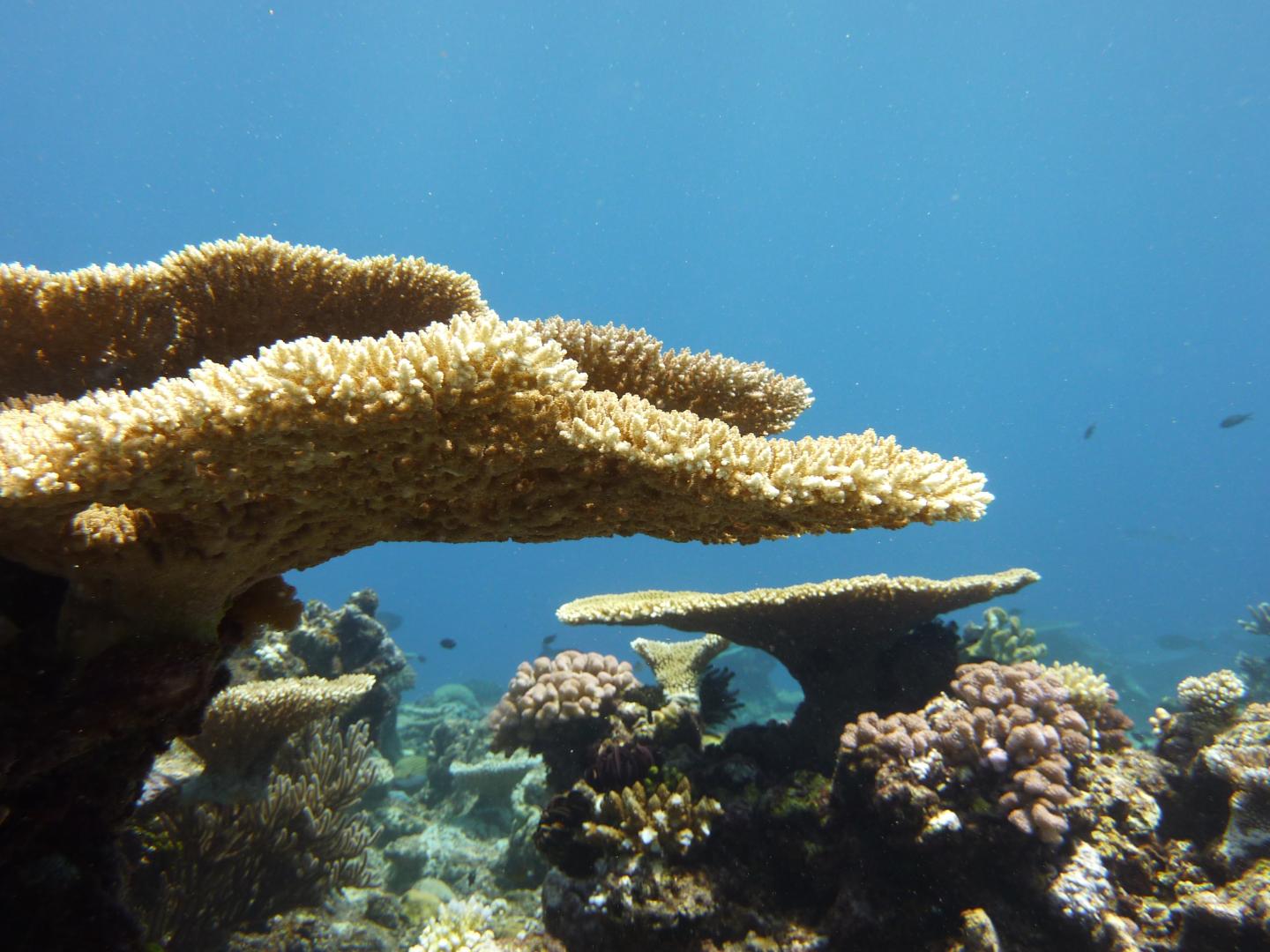 Coral Reef