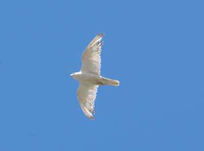 Gyrfalcon