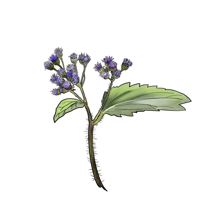 Ageratum conyzoides illustration