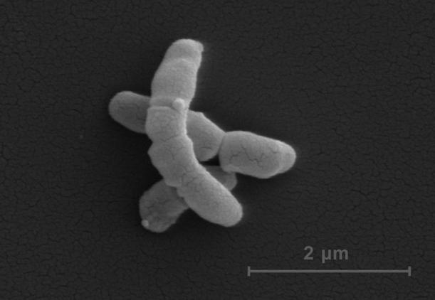 <I>Propionibacterium acnes</I>