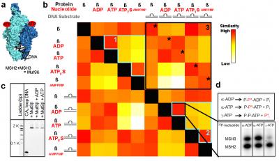Structural Comparison Map For SAXS