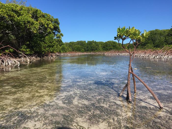 Global mangrove forests rebound, offering hopeful sign for climate and coastal resilience