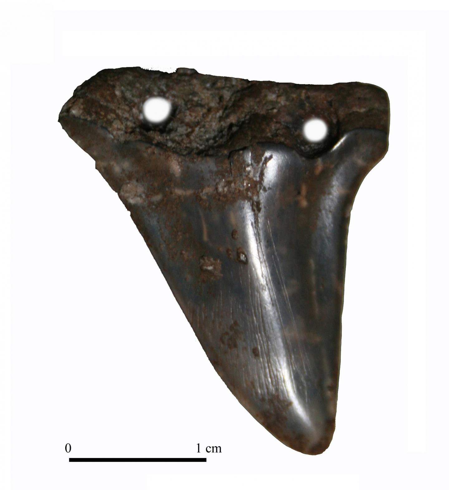 Shark tooth