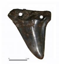 Shark tooth