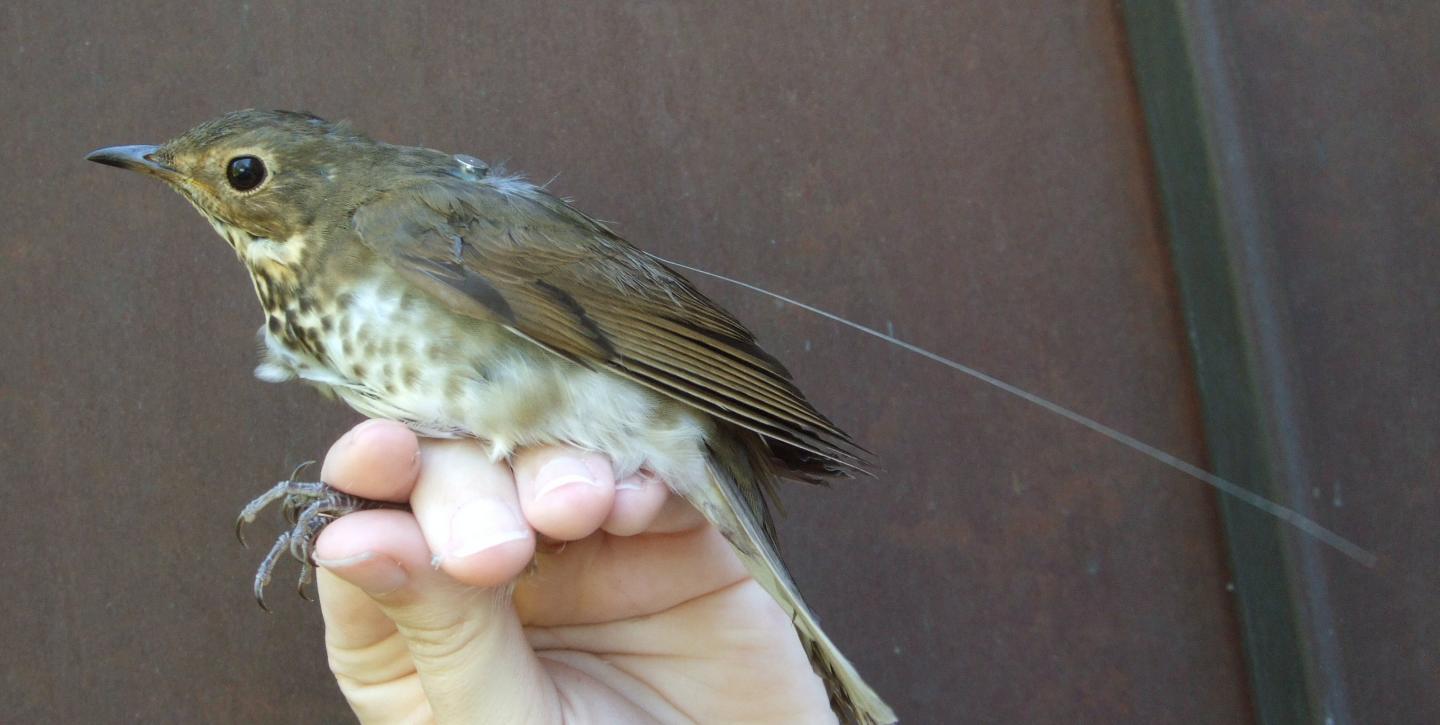 Swainson's Thrush with Transmitter