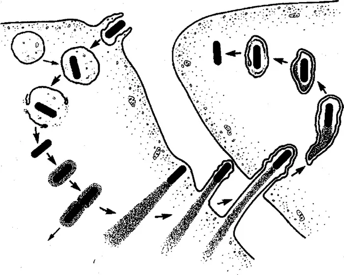 Listeria lifecycle