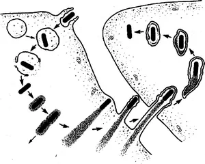 Listeria lifecycle
