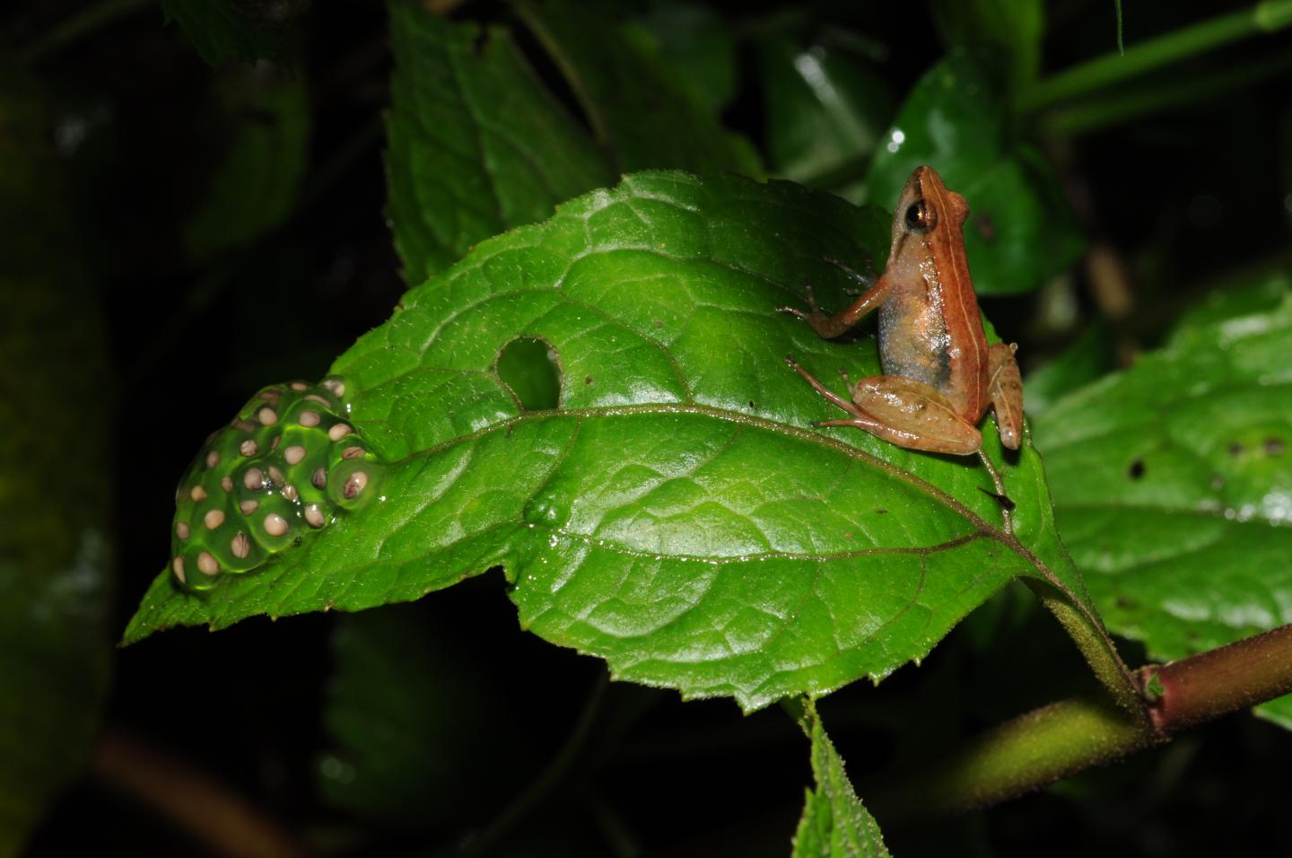Female <em>Phrynobatrachus bibita</em> (1 of 2)