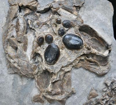 Skull of a Juvenile Placodont