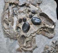 Skull of a Juvenile Placodont