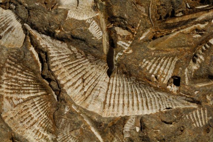 Ancient marina fauna, branchiopods