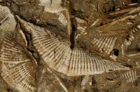 Ancient marina fauna, branchiopods