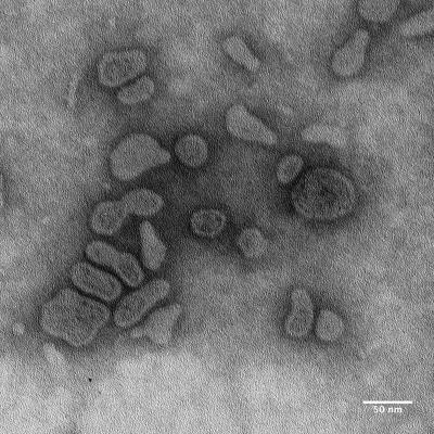 Membrane Vesicles