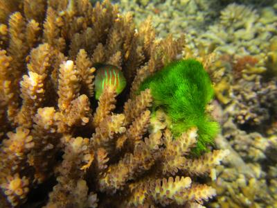Corals Signal to Gobies, 'Come Clean Me!' (2 of 9)
