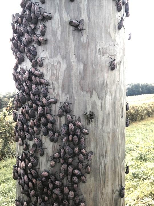 Spotted lanternfly-1