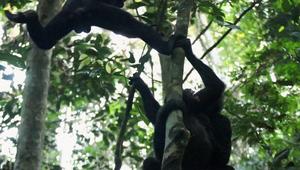 Male bonobos track females’ reproductive cycle to maximize mating success